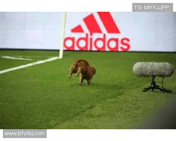 足球球星的宠物猫是什么品种它们在球场外的生活揭秘